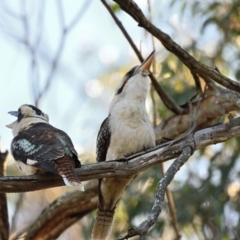 Dacelo novaeguineae (Laughing Kookaburra) at Wollondilly Local Government Area - 31 Jul 2023 by Freebird