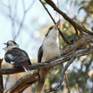 Dacelo novaeguineae at Thirlmere, NSW - 31 Jul 2023 03:31 PM