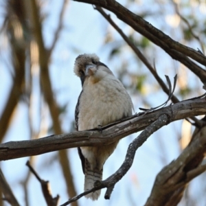 Dacelo novaeguineae at Thirlmere, NSW - 31 Jul 2023