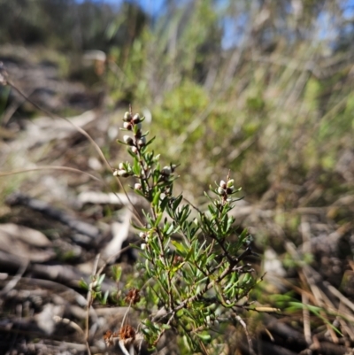 Cryptandra amara (Bitter Cryptandra) at McQuoids Hill - 30 Jul 2023 by BethanyDunne