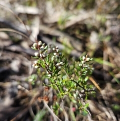 Cryptandra amara at Tuggeranong, ACT - 30 Jul 2023 11:46 AM