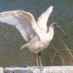 Threskiornis molucca (Australian White Ibis) at Tuggeranong Creek to Monash Grassland - 4 Aug 2023 by RodDeb