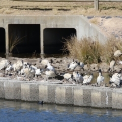 Threskiornis molucca at Monash, ACT - 4 Aug 2023 12:41 PM