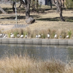 Threskiornis molucca at Monash, ACT - 4 Aug 2023 12:41 PM