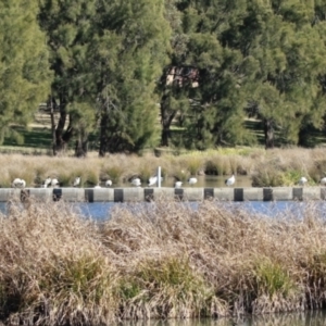 Threskiornis molucca at Monash, ACT - 4 Aug 2023 12:41 PM