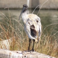 Threskiornis molucca at Monash, ACT - 4 Aug 2023 12:41 PM