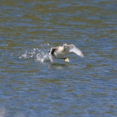 Poliocephalus poliocephalus (Hoary-headed Grebe) at Tuggeranong Creek to Monash Grassland - 4 Aug 2023 by RodDeb