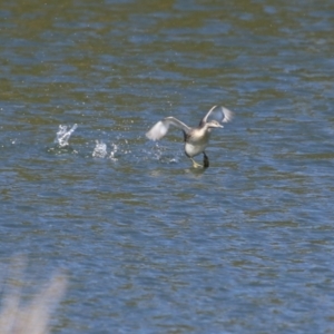 Poliocephalus poliocephalus at Monash, ACT - 4 Aug 2023