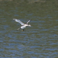 Poliocephalus poliocephalus at Monash, ACT - 4 Aug 2023