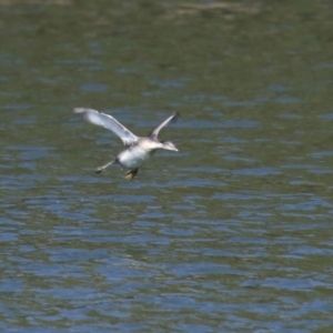 Poliocephalus poliocephalus at Monash, ACT - 4 Aug 2023