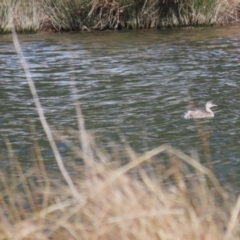 Poliocephalus poliocephalus at Monash, ACT - 4 Aug 2023