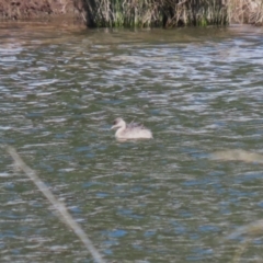 Poliocephalus poliocephalus at Monash, ACT - 4 Aug 2023