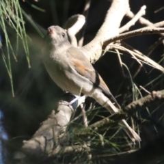 Pachycephala pectoralis (Golden Whistler) at Monash, ACT - 4 Aug 2023 by RodDeb