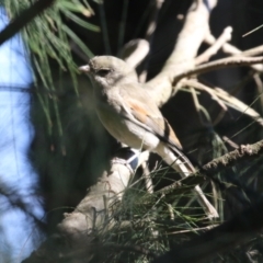 Pachycephala pectoralis at Monash, ACT - 4 Aug 2023 12:54 PM