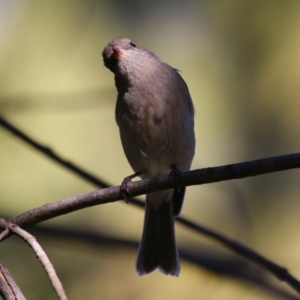 Pachycephala pectoralis at Monash, ACT - 4 Aug 2023 12:54 PM