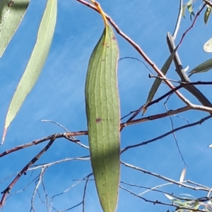 Eucalyptus pauciflora subsp. pauciflora at Dickson, ACT - 4 Aug 2023 02:48 PM