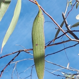 Eucalyptus pauciflora subsp. pauciflora at Dickson, ACT - 4 Aug 2023