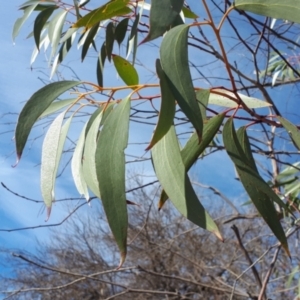 Eucalyptus pauciflora subsp. pauciflora at Dickson, ACT - 4 Aug 2023