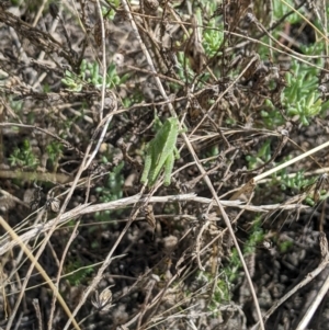 Ecphantus quadrilobus at Jerilderie, NSW - 21 Jan 2023 10:50 AM