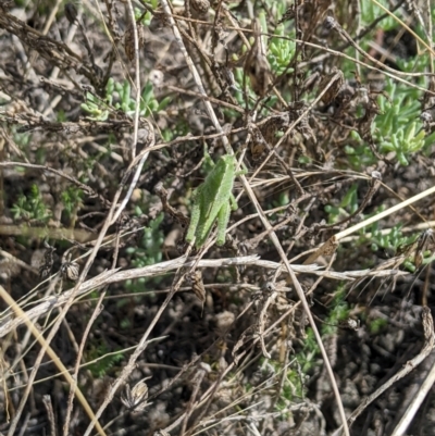 Ecphantus quadrilobus (crested tooth grinder) at Jerilderie, NSW - 21 Jan 2023 by MattM