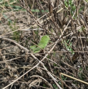 Ecphantus quadrilobus at Jerilderie, NSW - 21 Jan 2023 10:50 AM