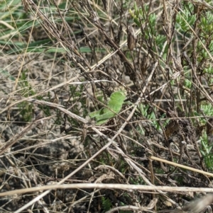 Ecphantus quadrilobus at Jerilderie, NSW - 21 Jan 2023 10:50 AM