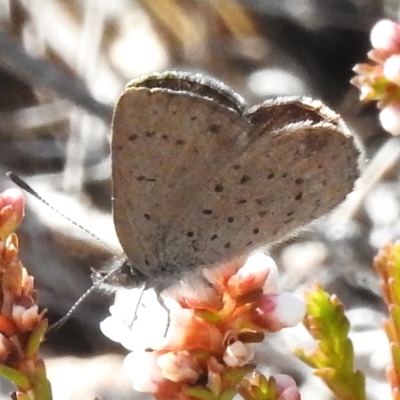 Erina acasta (Blotched Dusky-blue) at Namadgi National Park - 4 Aug 2023 by JohnBundock