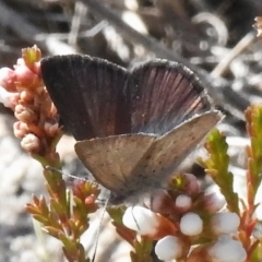 Erina acasta at Rendezvous Creek, ACT - 4 Aug 2023