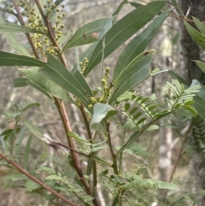 Acacia rubida at Coree, ACT - 3 Aug 2023 03:12 PM