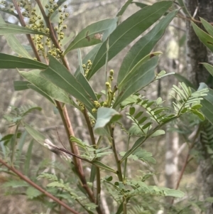 Acacia rubida at Coree, ACT - 3 Aug 2023