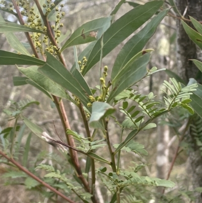 Acacia rubida (Red-stemmed Wattle, Red-leaved Wattle) at Uriarra Recreation Reserve - 3 Aug 2023 by JaneR