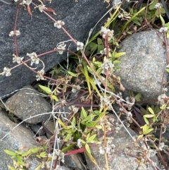 Alternanthera denticulata (Lesser Joyweed) at Coree, ACT - 3 Aug 2023 by JaneR