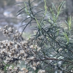 Cassinia quinquefaria (Rosemary Cassinia) at Uriarra Recreation Reserve - 3 Aug 2023 by JaneR