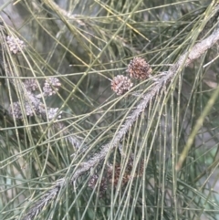 Casuarina cunninghamiana subsp. cunninghamiana (River She-Oak, River Oak) at Uriarra Recreation Reserve - 3 Aug 2023 by JaneR