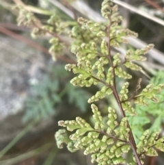 Cheilanthes sieberi subsp. sieberi (Mulga Rock Fern) at Coree, ACT - 3 Aug 2023 by JaneR