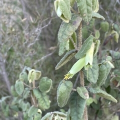 Correa reflexa var. reflexa (Common Correa, Native Fuchsia) at Uriarra Recreation Reserve - 3 Aug 2023 by JaneR