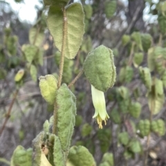 Correa reflexa var. reflexa at Coree, ACT - 3 Aug 2023