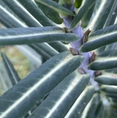 Euphorbia lathyris (Caper Spurge) at Coree, ACT - 3 Aug 2023 by JaneR