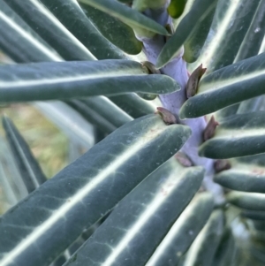 Euphorbia lathyris at Coree, ACT - 3 Aug 2023