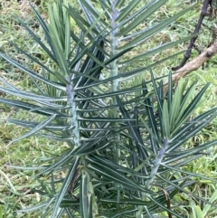 Euphorbia lathyris at Coree, ACT - 3 Aug 2023