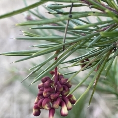 Grevillea rosmarinifolia subsp. rosmarinifolia (Rosemary Grevillea) at Coree, ACT - 3 Aug 2023 by JaneR