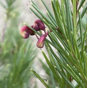 Grevillea rosmarinifolia subsp. rosmarinifolia at Coree, ACT - 3 Aug 2023 04:14 PM