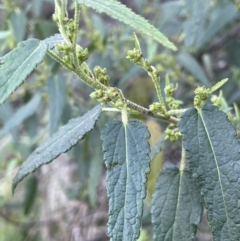 Gynatrix pulchella (Hemp Bush) at Uriarra Recreation Reserve - 3 Aug 2023 by JaneR