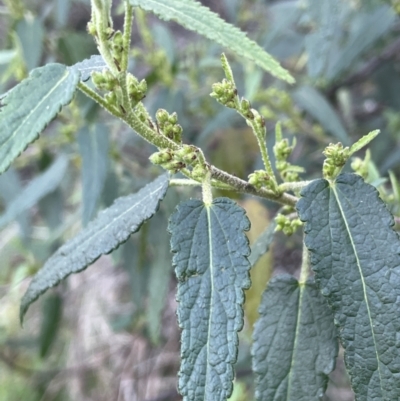 Gynatrix pulchella (Hemp Bush) at Coree, ACT - 3 Aug 2023 by JaneR