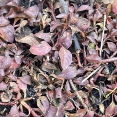 Ludwigia palustris (Marsh Purslane) at Uriarra Recreation Reserve - 3 Aug 2023 by JaneR