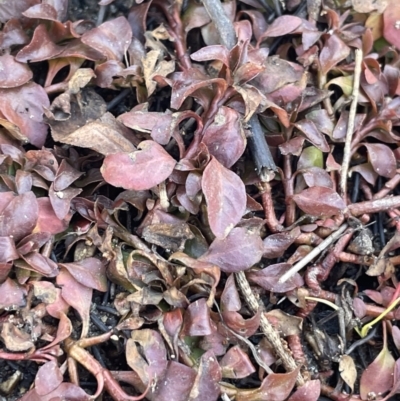 Ludwigia palustris (Marsh Purslane) at Coree, ACT - 3 Aug 2023 by JaneR