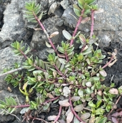 Lythrum hyssopifolia (Small Loosestrife) at Uriarra Recreation Reserve - 3 Aug 2023 by JaneR