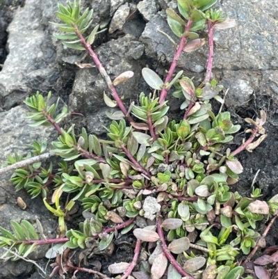 Lythrum hyssopifolia (Small Loosestrife) at Uriarra Recreation Reserve - 3 Aug 2023 by JaneR