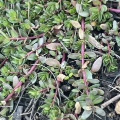 Lythrum hyssopifolia at Coree, ACT - 3 Aug 2023