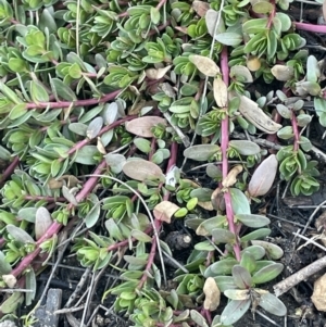 Lythrum hyssopifolia at Coree, ACT - 3 Aug 2023 03:24 PM